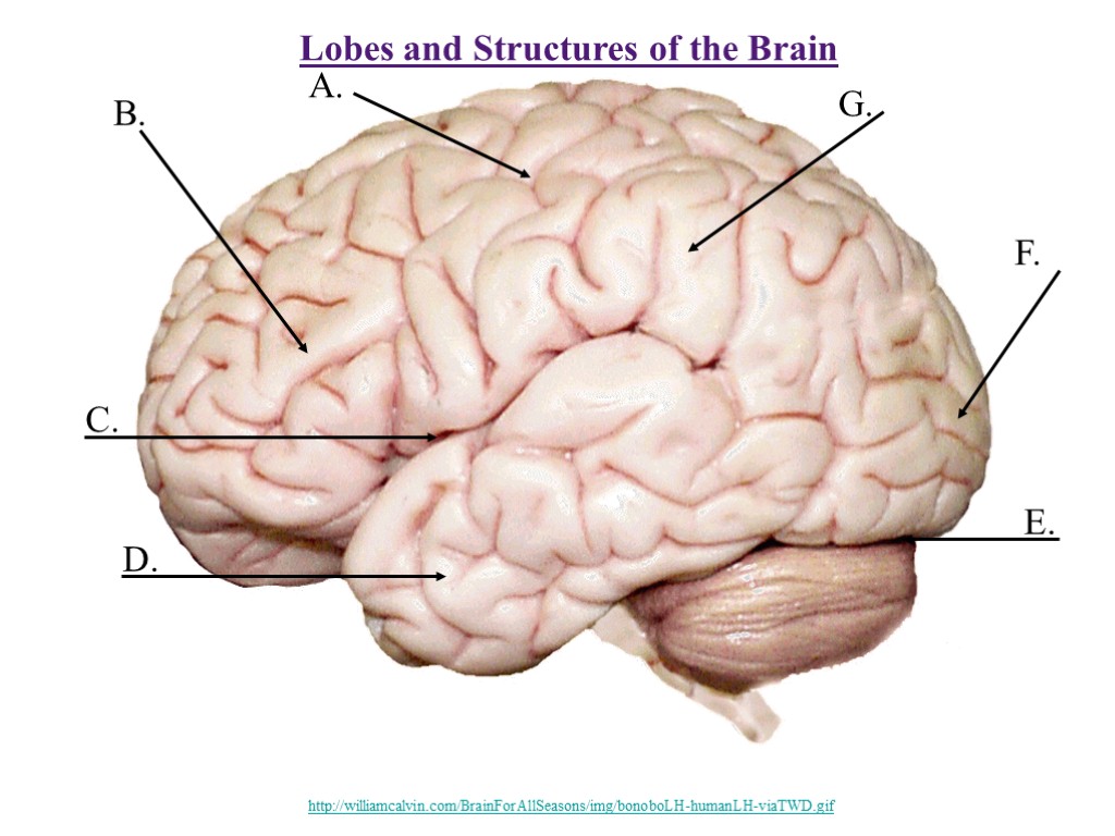 Lobes and Structures of the Brain B. A. C. D. E. F. G. http://williamcalvin.com/BrainForAllSeasons/img/bonoboLH-humanLH-viaTWD.gif